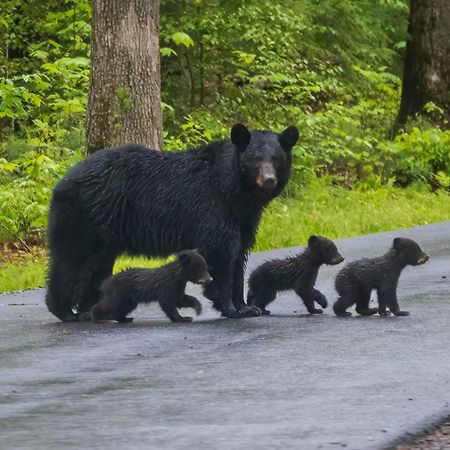 Bear Den, Hot Tub, 1089 Of Free Attraction Tickets For Each Paid Day, Dollywood And More! Sevierville Buitenkant foto