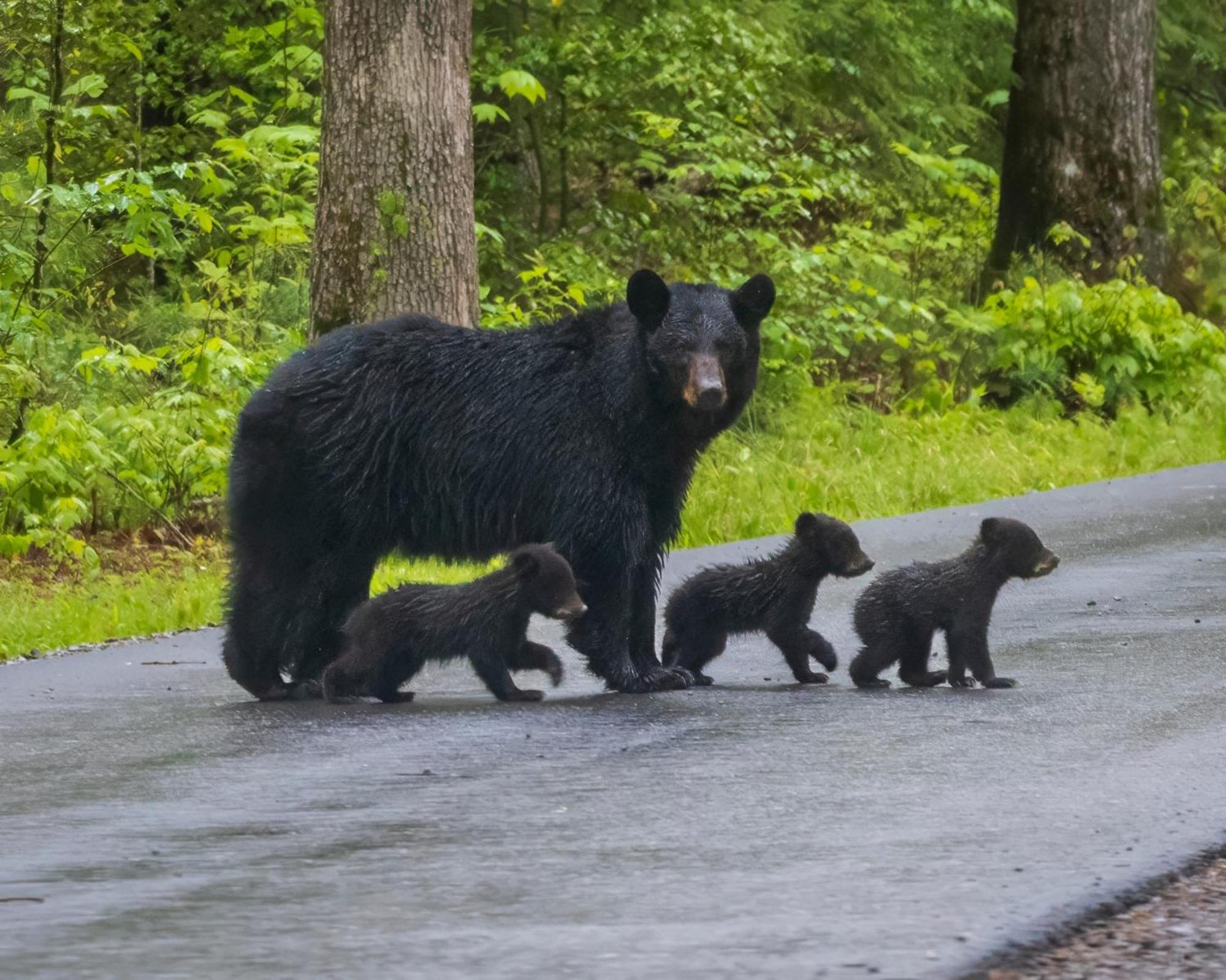 Bear Den, Hot Tub, 1089 Of Free Attraction Tickets For Each Paid Day, Dollywood And More! Sevierville Buitenkant foto